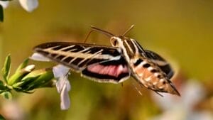 The Secret to Attracting Hummingbird Moths for a Beautiful Backyard Display 1 The Secret to Attracting Hummingbird Moths for a Beautiful Backyard Display - hummingbird moth ss2476484767