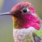 "Chicken-scaping" with Native Wildflowers 4 "Chicken-scaping" with Native Wildflowers - hummingbird ss2473217625