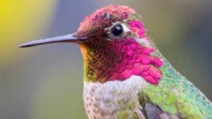 Hummingbirds Can't Stop Staring at You... 10 Surprising Reasons Why 1 Hummingbirds Can't Stop Staring at You... 10 Surprising Reasons Why - hummingbird ss2473217625