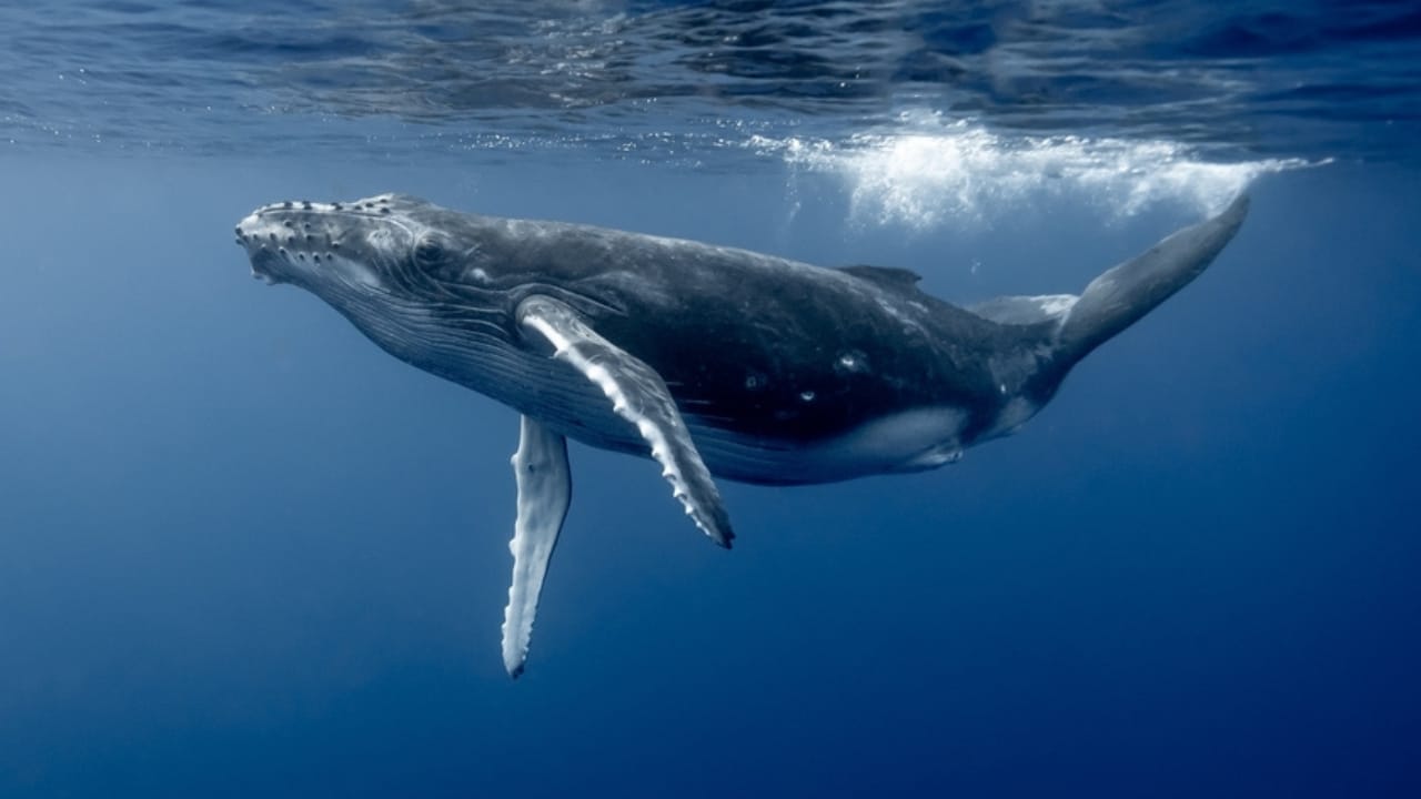 15 of the Most Extreme Animals Roaming Wild in North America - humpback whale ss2480335565
