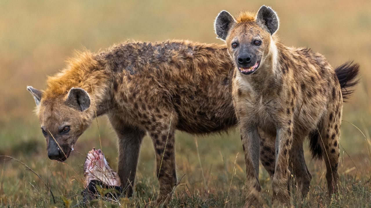 Think Hyenas are Just Wild Dogs? Think Again. Here’s Everything You Need to Know About the Hyaenidae Family 3 Think Hyenas are Just Wild Dogs? Think Again. Here’s Everything You Need to Know About the Hyaenidae Family - hyena in Masai Mara ss2478823375