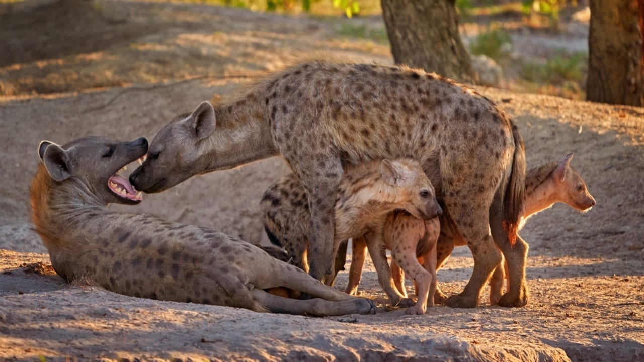 Think Hyenas are Just Wild Dogs? Think Again. Here’s Everything You Need to Know About the Hyaenidae Family 5 Think Hyenas are Just Wild Dogs? Think Again. Here’s Everything You Need to Know About the Hyaenidae Family - hyena family dp439275524