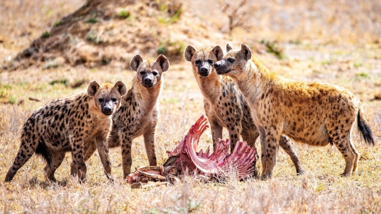 16 Animals the Bible Associates with Evil & Their Meanings 14 16 Animals the Bible Associates with Evil & Their Meanings - hyenas ss2250157137