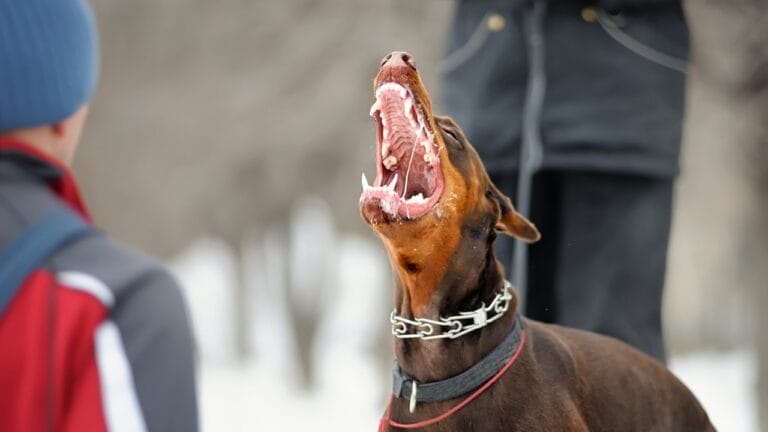 These 15 Intimidating Dog Breeds are Not to Be Messed With 2 These 15 Intimidating Dog Breeds are Not to Be Messed With - intimidating dog ss537743734