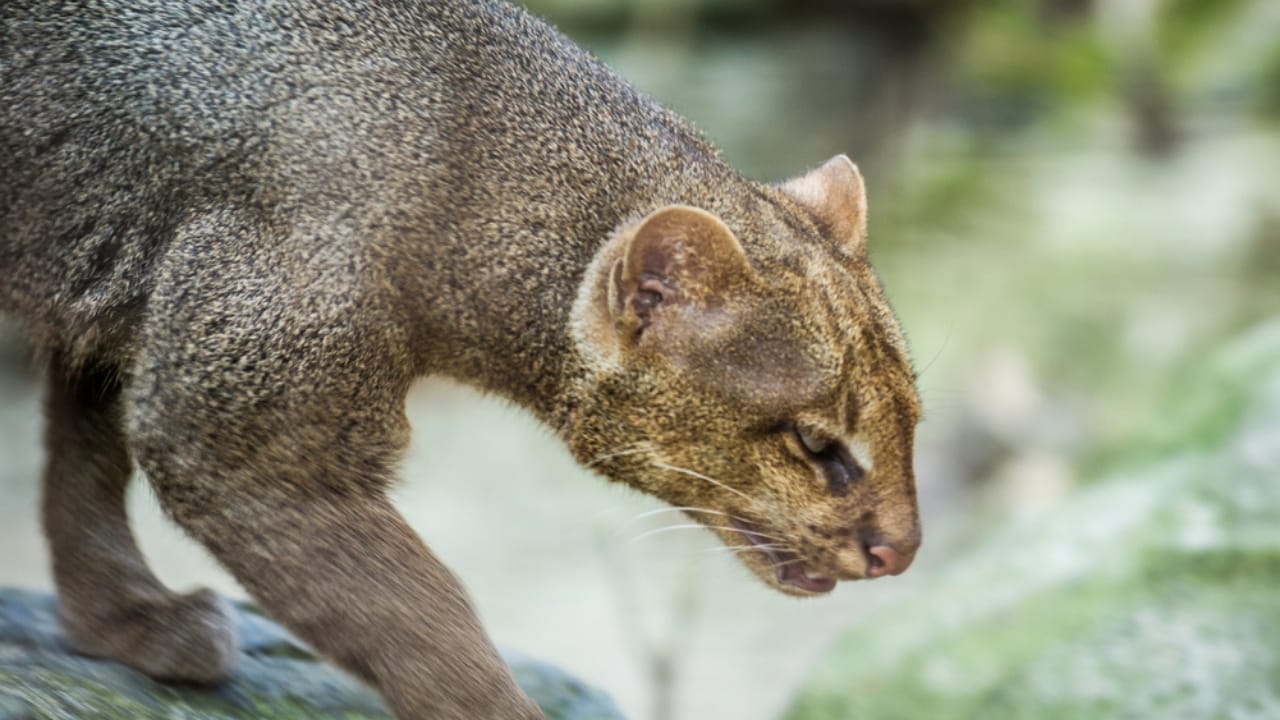 10 Facts About the Jaguarundi, the Wildcat Flying Under the Radar - jaguarundi dp149000237