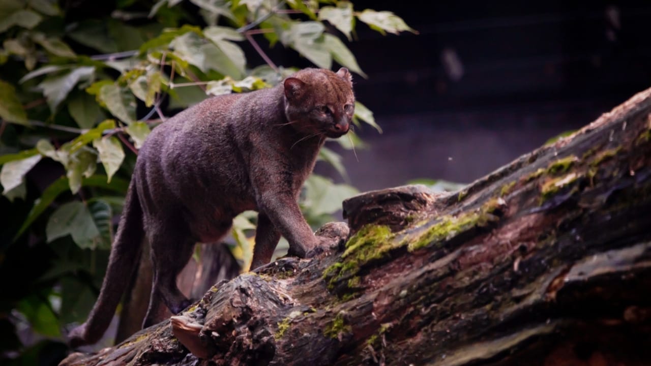 10 Facts About the Jaguarundi, the Wildcat Flying Under the Radar - jaguarundi dp305866340