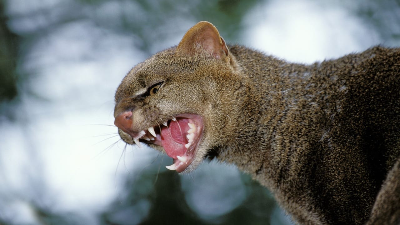 10 Facts About the Jaguarundi, the Wildcat Flying Under the Radar - jaguarundi dp348250212