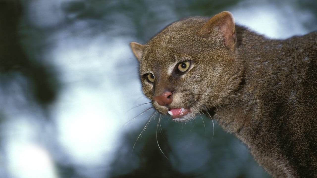 10 Facts About the Jaguarundi, the Wildcat Flying Under the Radar - jaguarundi dp348259836
