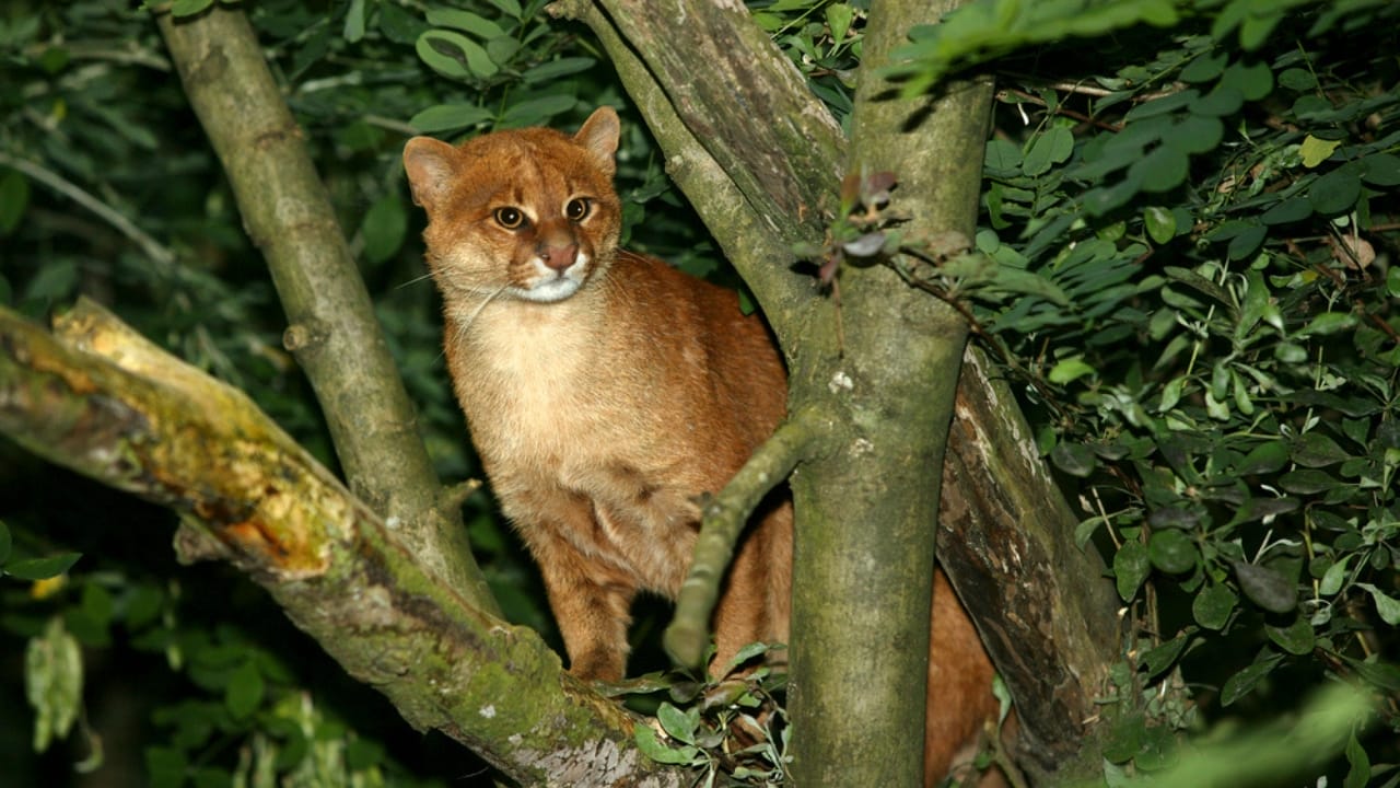 10 Facts About the Jaguarundi, the Wildcat Flying Under the Radar - jaguarundi dp350782250