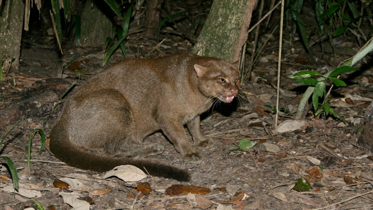 10 Facts About the Jaguarundi, the Wildcat Flying Under the Radar - jaguarundi dp37874919