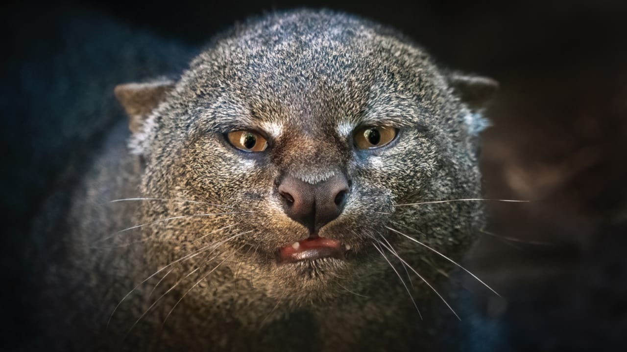 10 Facts About the Jaguarundi, the Wildcat Flying Under the Radar 9 10 Facts About the Jaguarundi, the Wildcat Flying Under the Radar - jaguarundi dp693050190