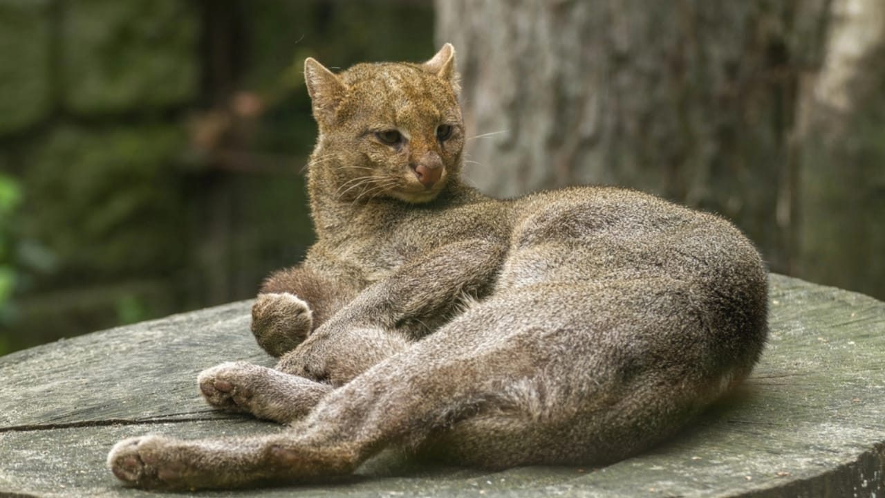 10 Facts About the Jaguarundi, the Wildcat Flying Under the Radar 3 10 Facts About the Jaguarundi, the Wildcat Flying Under the Radar - jaguarundi dp78647796