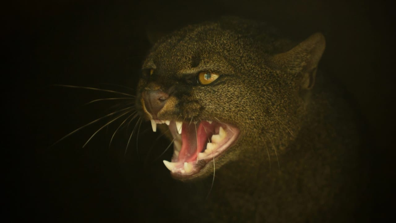 10 Facts About the Jaguarundi, the Wildcat Flying Under the Radar - jaguarundi dp8049389