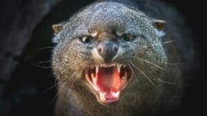 10 Facts About the Jaguarundi, the Wildcat Flying Under the Radar 1 10 Facts About the Jaguarundi, the Wildcat Flying Under the Radar - jaguarundi ss2401291165