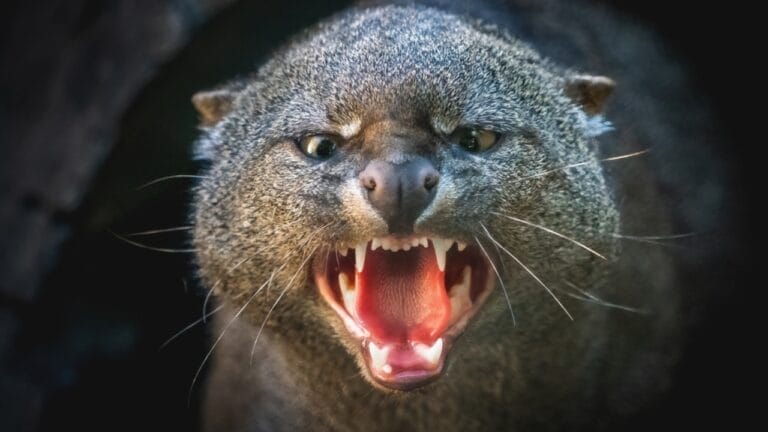 10 Facts About the Jaguarundi, the Wildcat Flying Under the Radar - jaguarundi ss2401291165