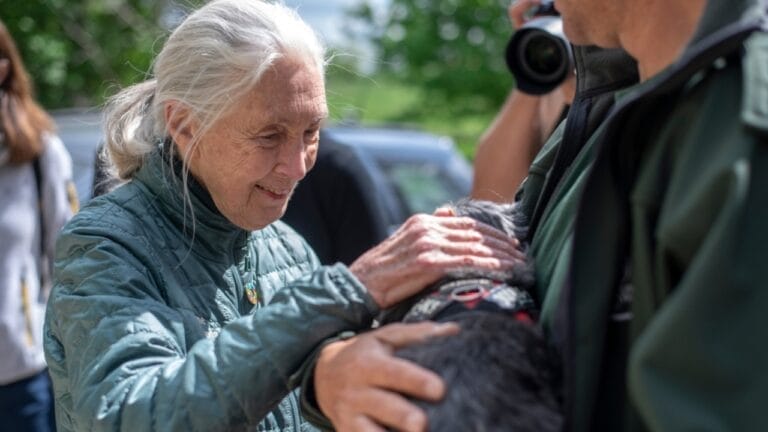 How Jane Goodall’s Early Bond with a Dog Influenced Her Views on Animals 5 How Jane Goodall’s Early Bond with a Dog Influenced Her Views on Animals - jane goodall ss2364350221