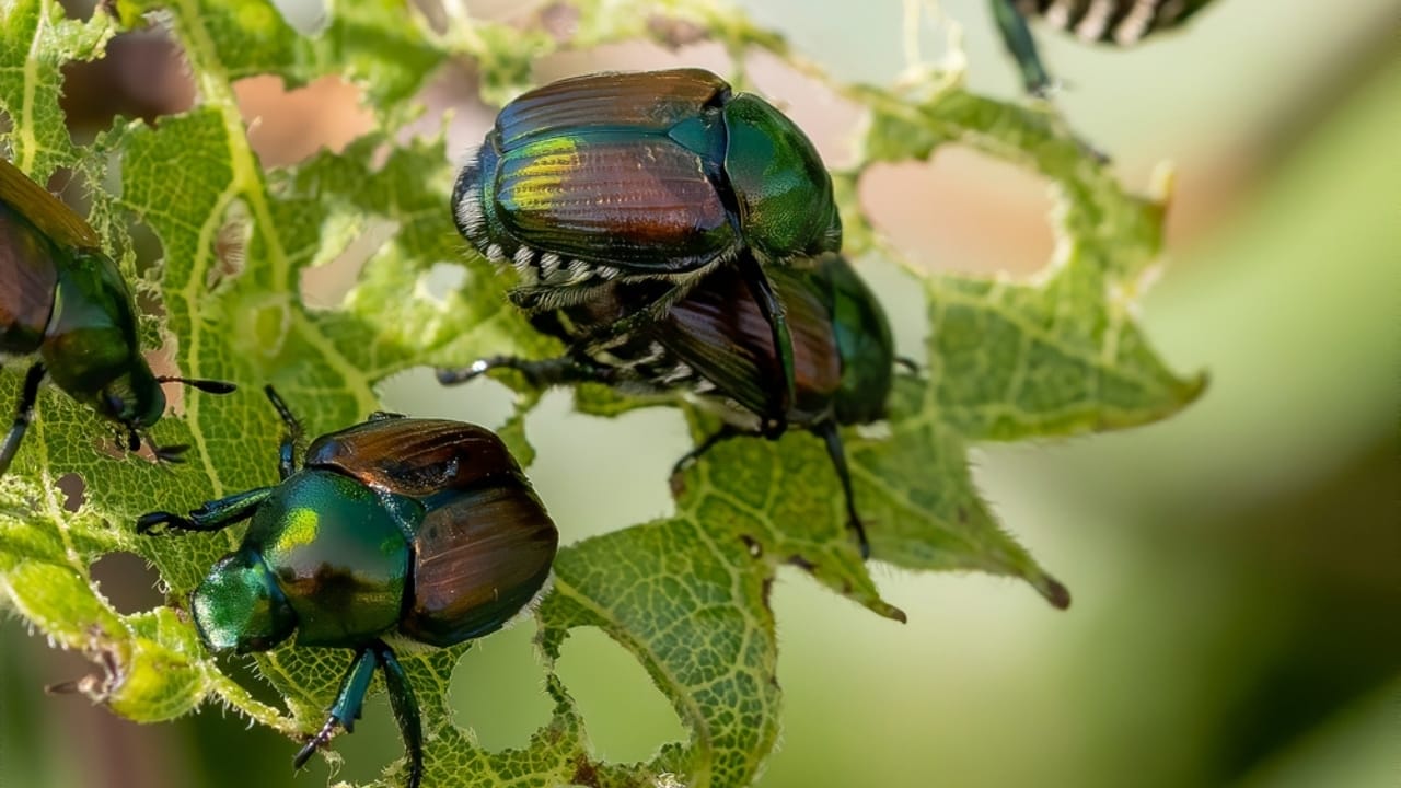 15 Animals You Can’t Relocate from Your Property—Even If You Want To 8 15 Animals You Can’t Relocate from Your Property—Even If You Want To - japanese beetle scarab beetle ss2191887089