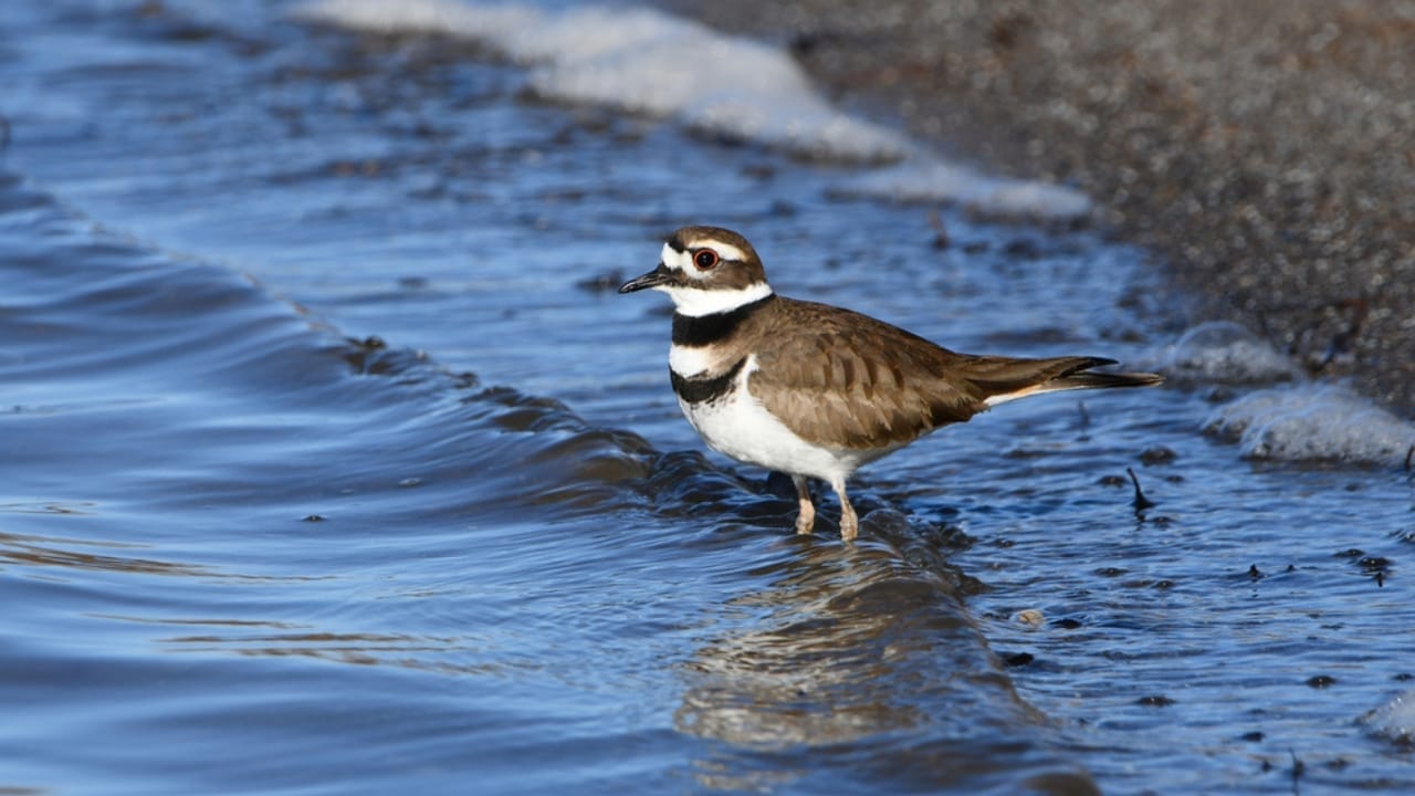 13 Birds That Sing the World’s Most Beautiful Songs 14 13 Birds That Sing the World’s Most Beautiful Songs - killdeer dp649075754