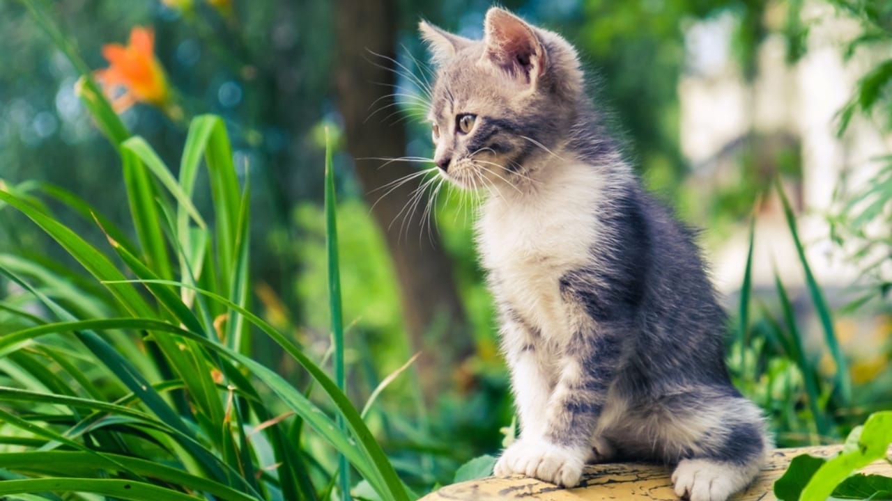 10 Things Every Cat Owner Should Know Before Saying "Yes" to Catnip - kitten dp255443706