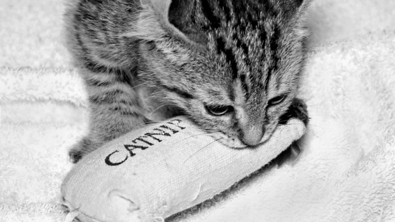 10 Things Every Cat Owner Should Know Before Saying "Yes" to Catnip - kitten playing catnip toy dp59886491