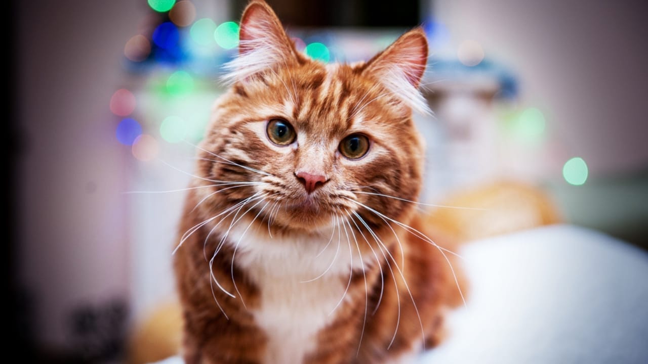 16 of The Most Eye-Catching Brown Cat Breeds 15 16 of The Most Eye-Catching Brown Cat Breeds - kurilian bobtail cat dp362036350