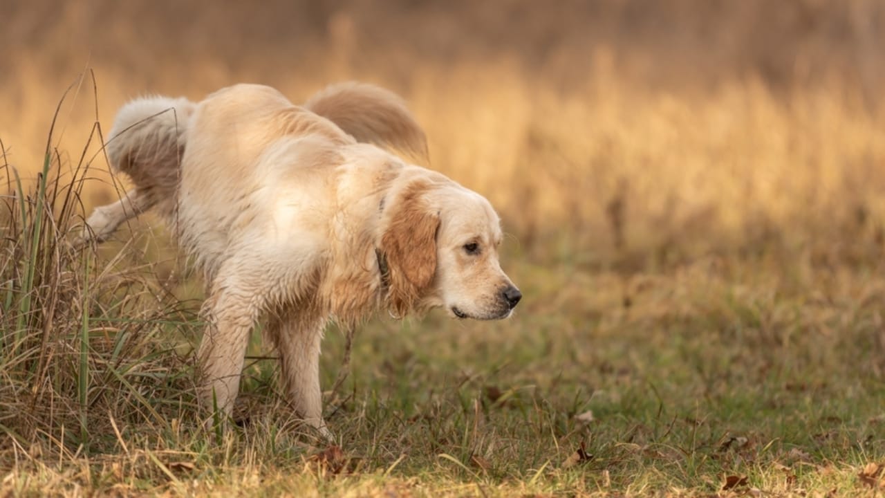 How Long Can Your Dog Hold Their Bladder? An Age-Based Overview 5 How Long Can Your Dog Hold Their Bladder? An Age-Based Overview - labrador retriever dog peeing ss2039933642