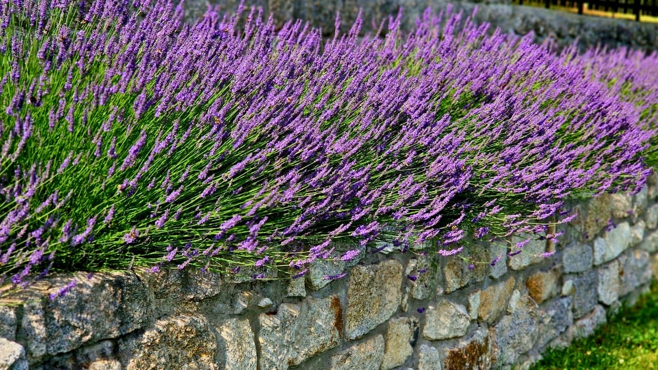 15 Plants Perfect for Starting Your Homegrown Tea Garden - lavender hedge ss2493295711