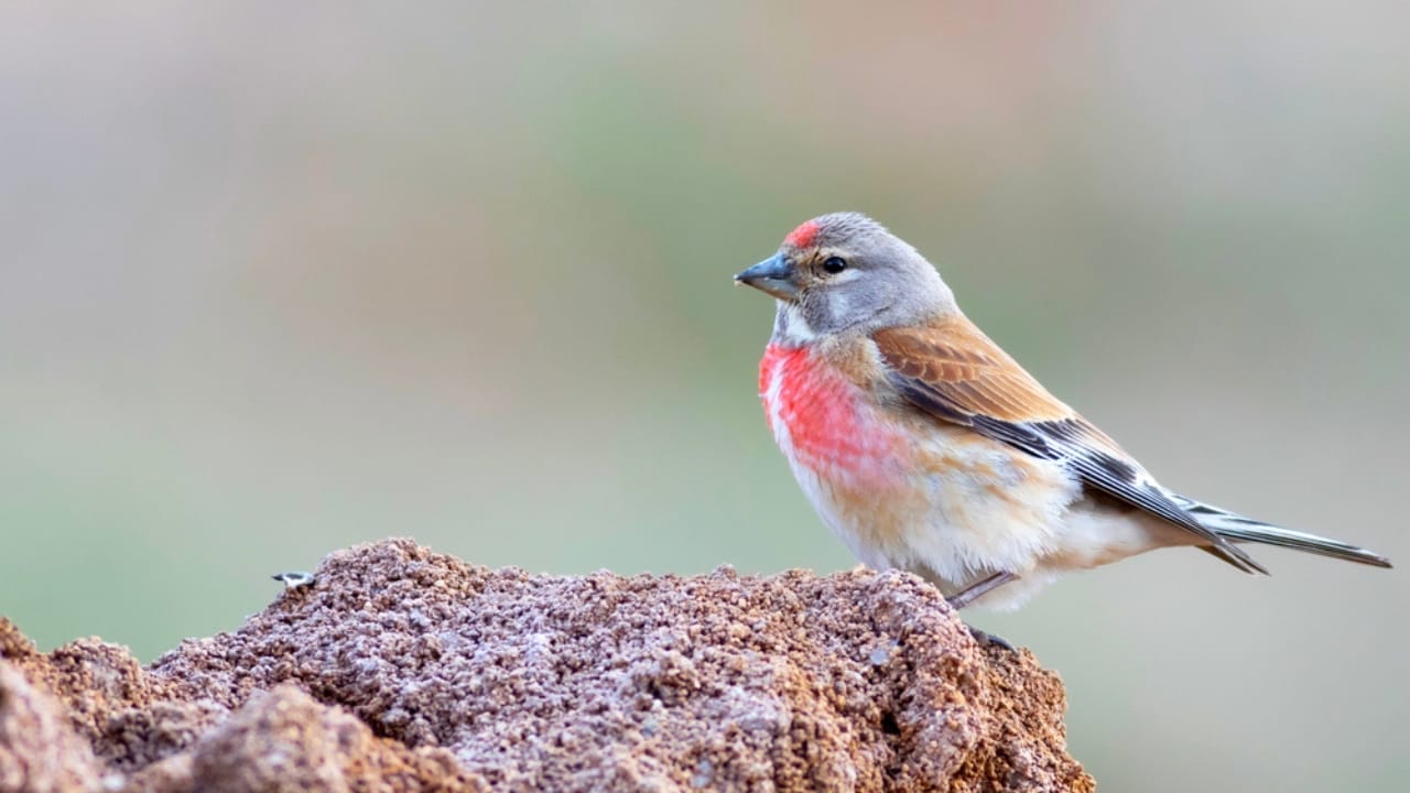 13 Birds That Sing the World’s Most Beautiful Songs 10 13 Birds That Sing the World’s Most Beautiful Songs - linnet dp723672262