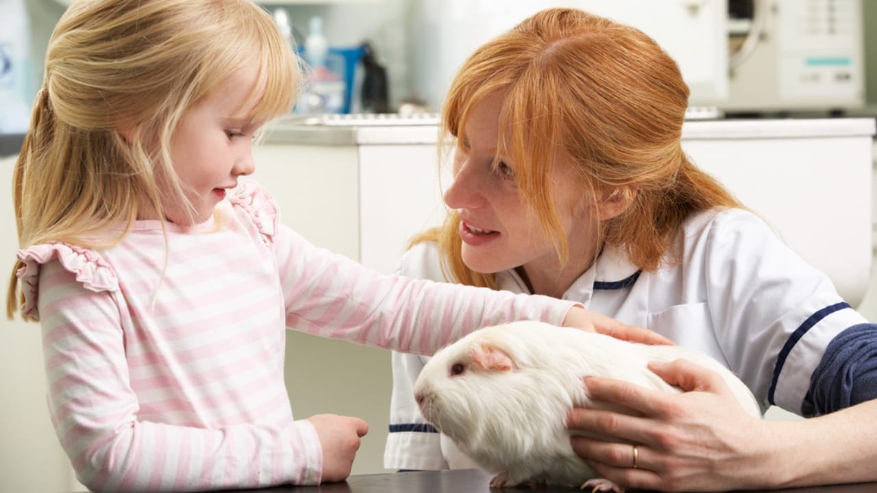 15 Important Facts People Overlook Before Getting a Guinea Pig - little girl guinea pig and vet dp24441813