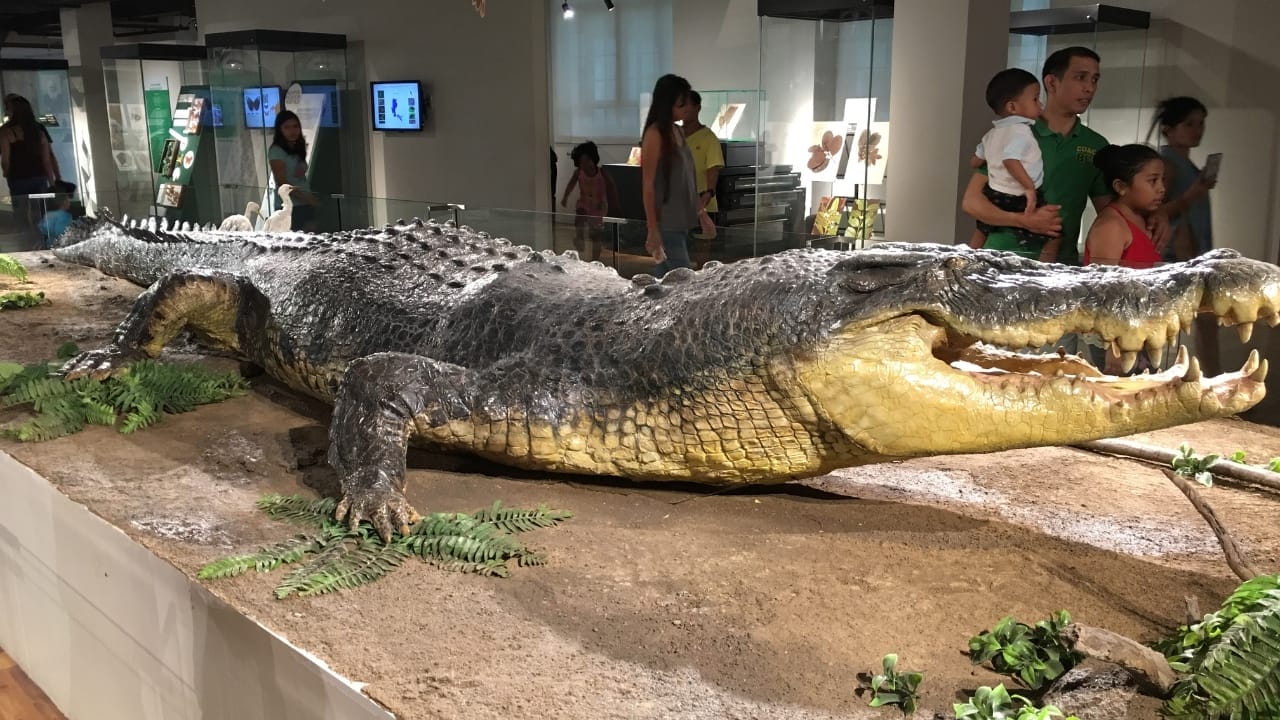 'Dominator’ – The World’s Largest Wild Crocodile Weighing Over 2,000 Pounds, As Big as a Small School Bus - lolong crocodile preserved skin wc