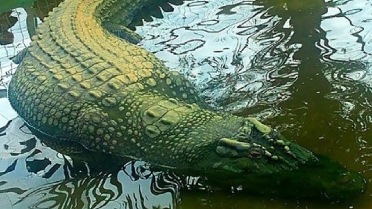 'Dominator’ – The World’s Largest Wild Crocodile Weighing Over 2,000 Pounds, As Big as a Small School Bus - lolong crocodile wc