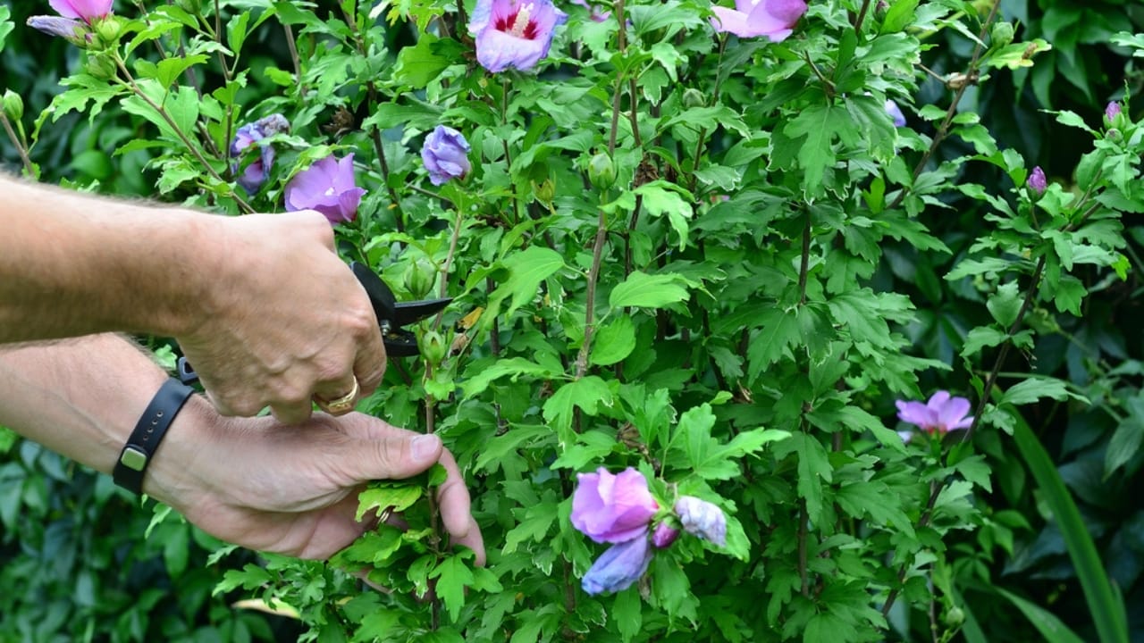 10 Tips for Pruning Your Hibiscus to Ensure Stunning Blooms - man holding scissors cutting hibiscus ss717087595