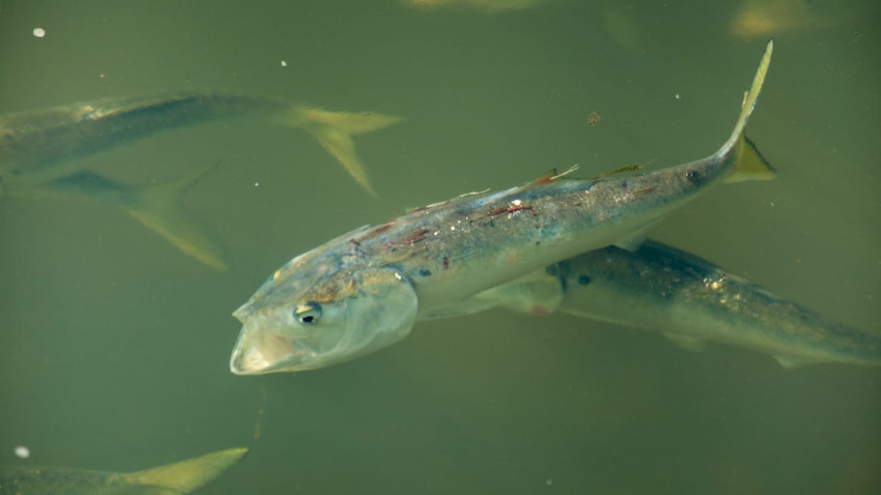 10 Species Whose Extinction Would Be Catastrophic to Humans 8 10 Species Whose Extinction Would Be Catastrophic to Humans - menhaden ss1620137209