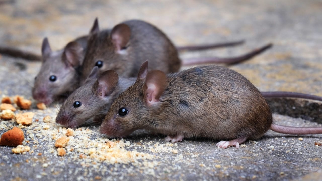 10 Unexpected Ways to Use Irish Spring Soap in Your Home 3 10 Unexpected Ways to Use Irish Spring Soap in Your Home - mice diet dp349144230