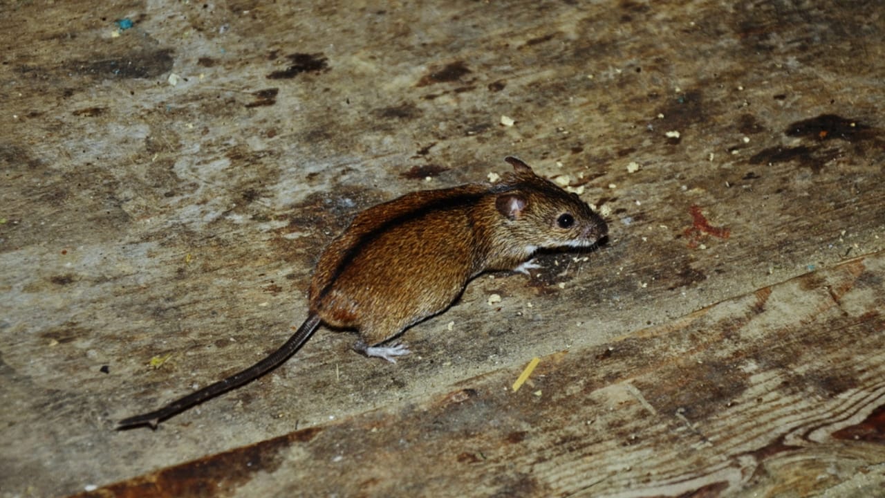 Say Goodbye to Mice in Your Attic with These Tips - mice in attic dp327098200