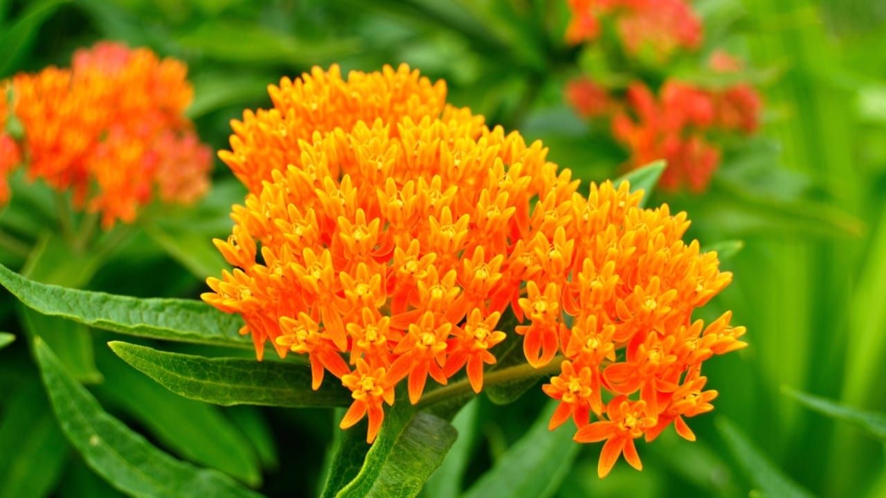 How to Create a Vibrant Garden for Butterflies with Milkweed & Plant Companions 5 How to Create a Vibrant Garden for Butterflies with Milkweed & Plant Companions - milkweed dp2193185