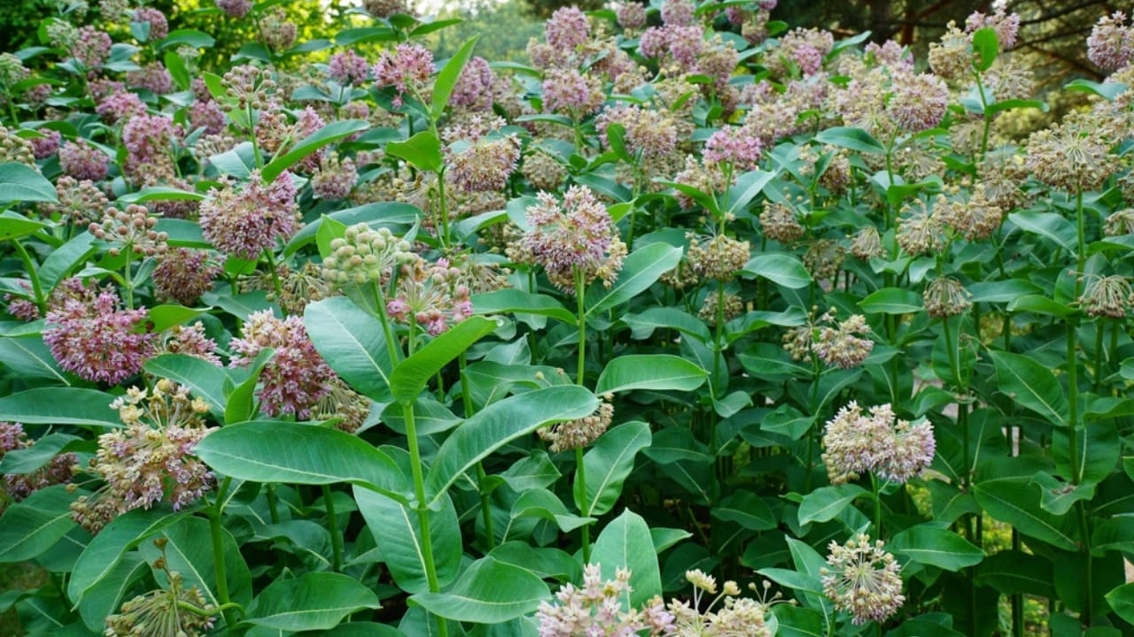 15 Plants to Turn Your Garden into a Hummingbird Haven - milkweed flower ss2327134325