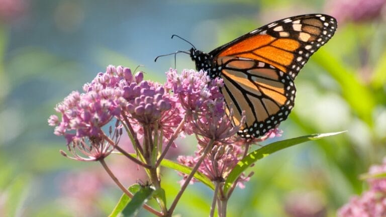 How to Create a Vibrant Garden for Butterflies with Milkweed & Plant Companions 9 How to Create a Vibrant Garden for Butterflies with Milkweed & Plant Companions - milkweed flowers with butterfly ss318284708