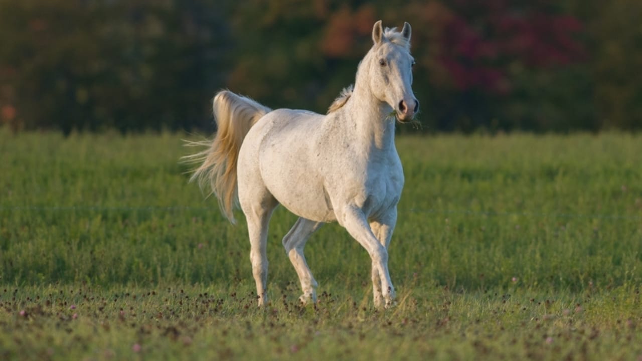 25 Perfect Horse Breeds for Kids Starting Out 22 25 Perfect Horse Breeds for Kids Starting Out - morab horse ss2085143233