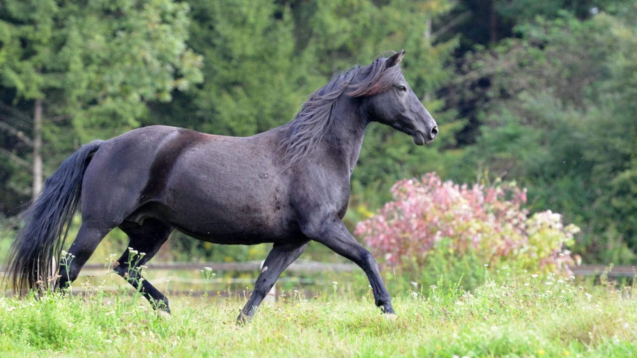 The 15 Most Desired Horse Breeds for Those Who Love to Ride - morgan horse dp341450986