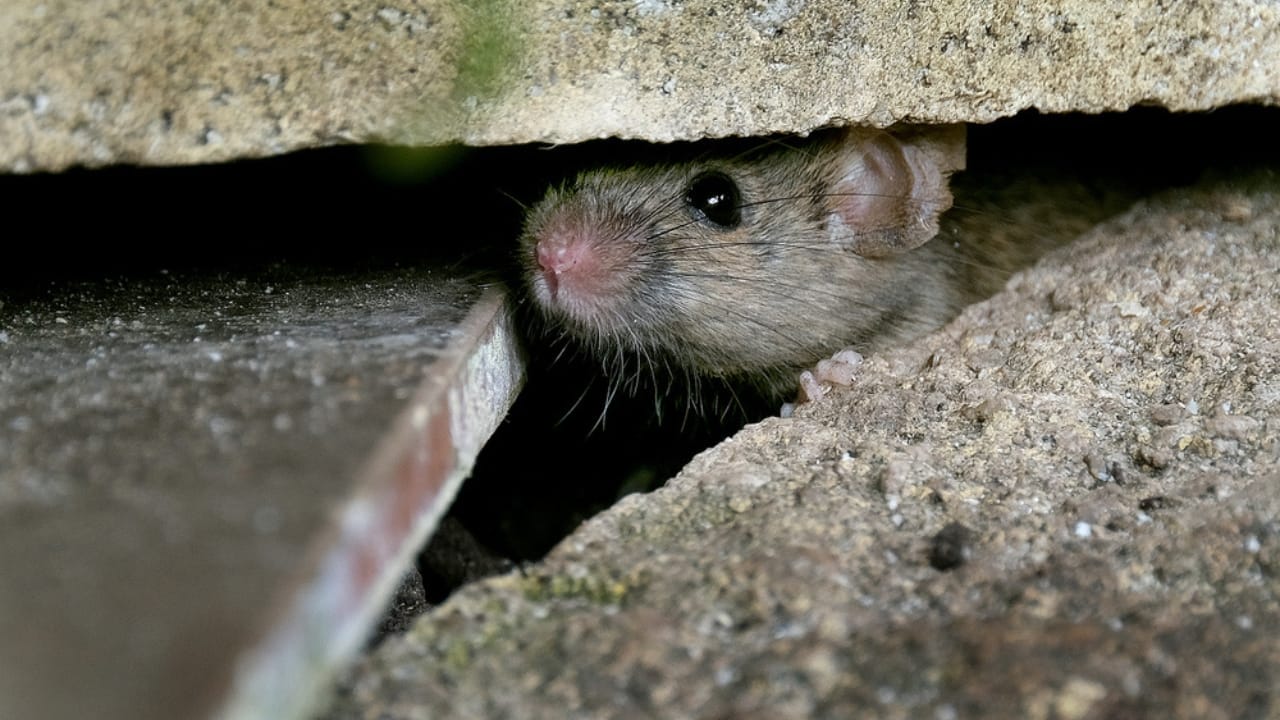 Covering Your AC This Winter May Backfire 6 Covering Your AC This Winter May Backfire - mouse entry dp374833286