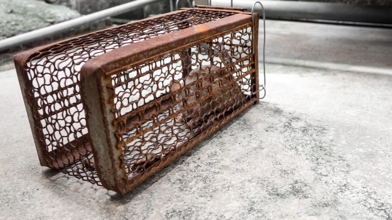 Say Goodbye to Mice in Your Attic with These Tips 7 Say Goodbye to Mice in Your Attic with These Tips - mouse in cage dp161159778