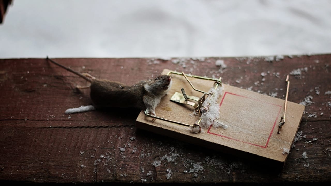Say Goodbye to Mice in Your Attic with These Tips 4 Say Goodbye to Mice in Your Attic with These Tips - mouse trap dp114739572