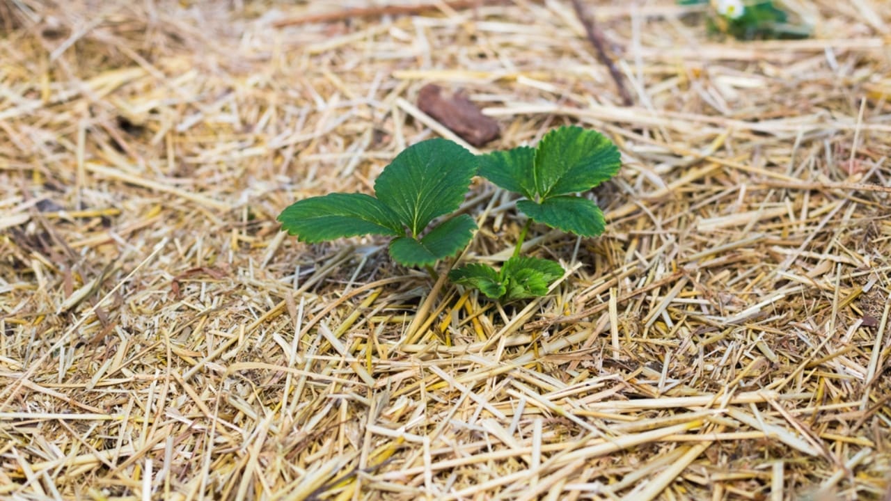 Ruth Stout’s ‘No-Work’ Gardening Method Made Simple: A Guide for Beginners - mulching strawberries dp279534478