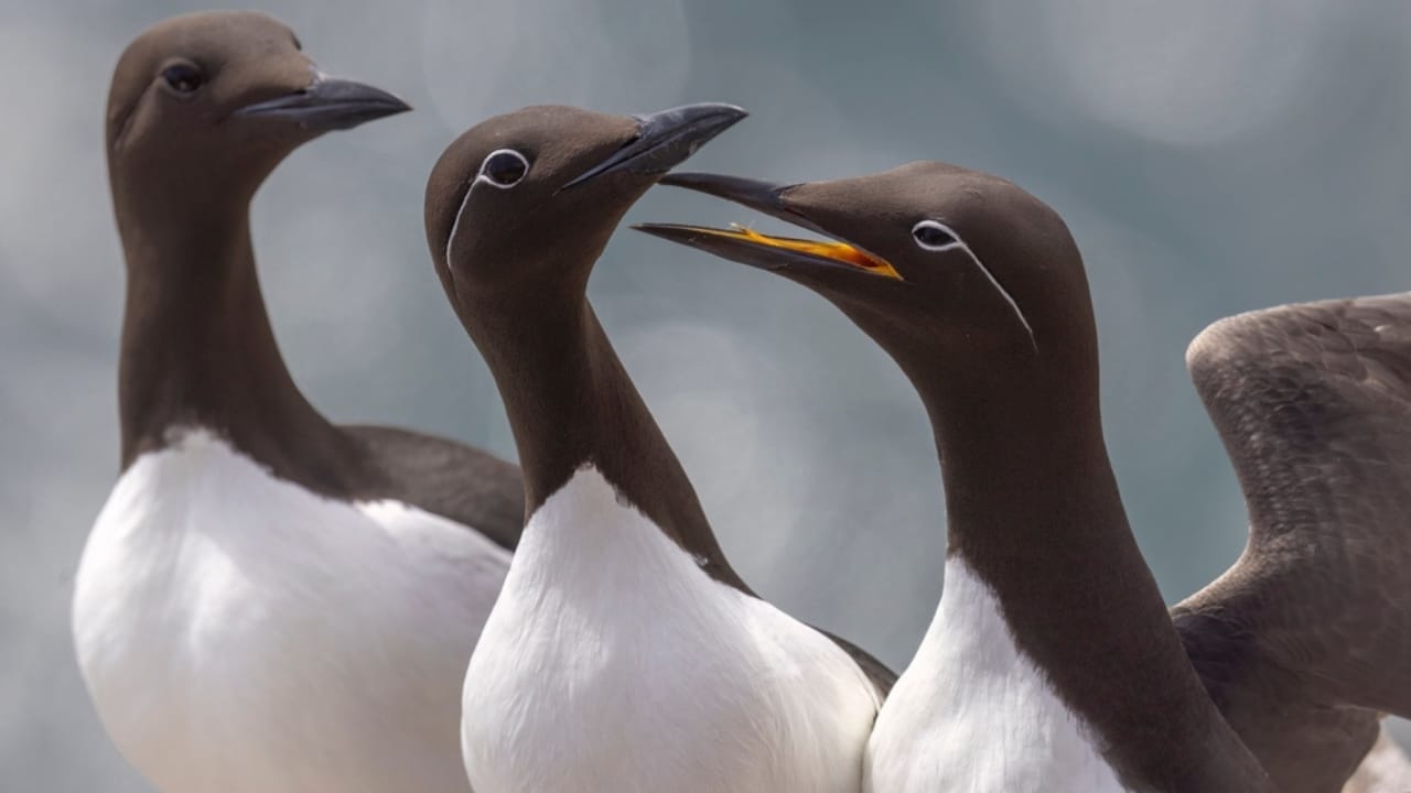 18 Birds Known for Their Black Heads 11 18 Birds Known for Their Black Heads - murres bird ss2388869477