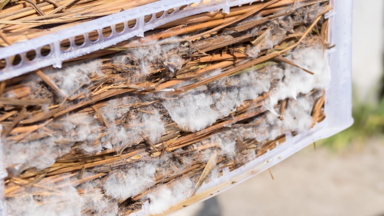 16 Clever Ways to Use Straw in Your Garden 14 16 Clever Ways to Use Straw in Your Garden - mushroom cultivation with rice straw dp140293756