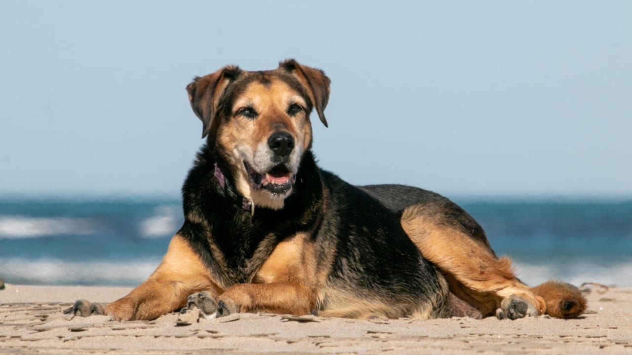 25 Dog Breeds for Those Who Love the Weird & Wonderful - new zealand huntaway dog ss1864727131