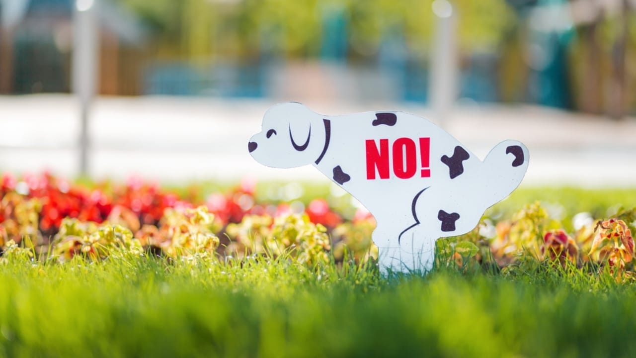 15 Reasons Why Dog Poop is a Serious Health Hazard 7 15 Reasons Why Dog Poop is a Serious Health Hazard - no dog pooping sign in flowers ss1739049527