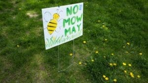 Wisconsin City Introduced 'No-Mow May,' Now Rethinks Approach Due to Issues 1 Wisconsin City Introduced 'No-Mow May,' Now Rethinks Approach Due to Issues - no mow may sign ss2310283405