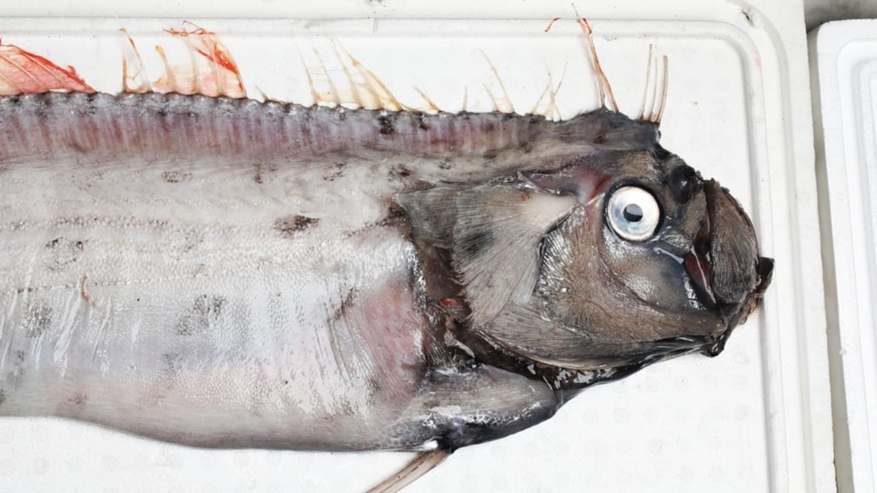 The 'Doomsday Fish' and its Eerie Connection to Natural Disasters 2 The 'Doomsday Fish' and its Eerie Connection to Natural Disasters - oarfish ss2409290829